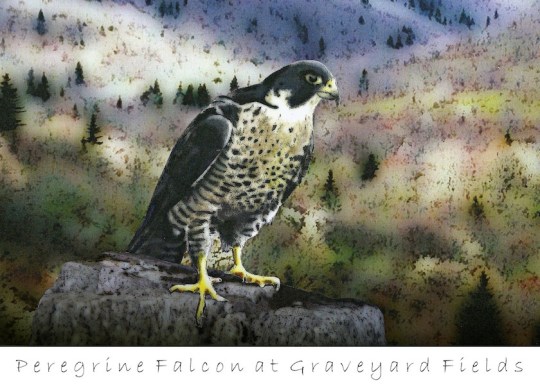 Peregrine Falcon at Graveyard Fields