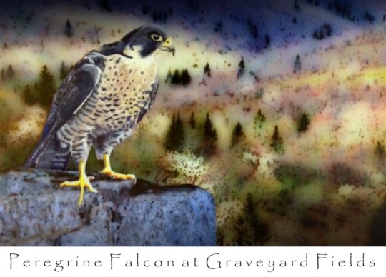 Peregrine Falcon 1