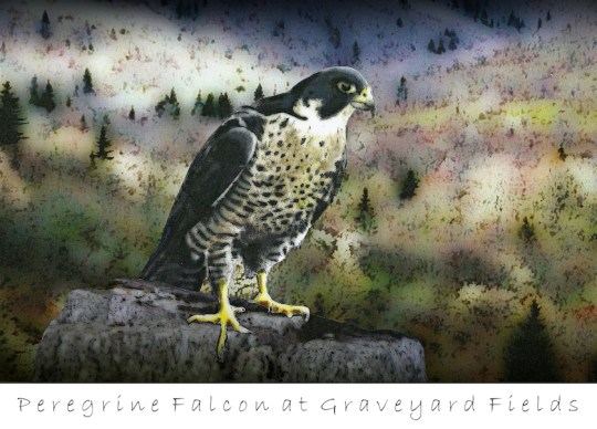 Peregrine Falcon 2