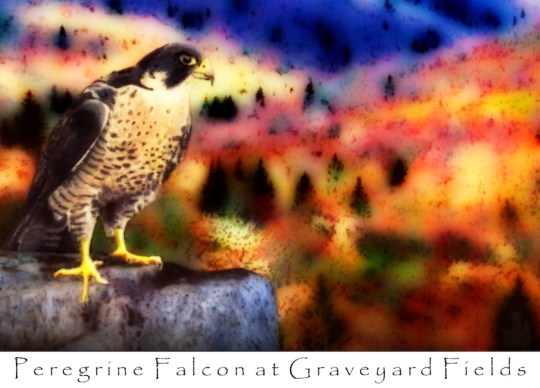 Peregrine Falcon 3