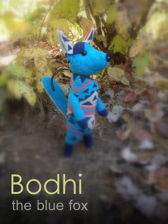 bodhi-the-blue-fox