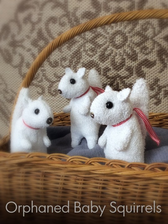 Orphaned Baby Squirrels